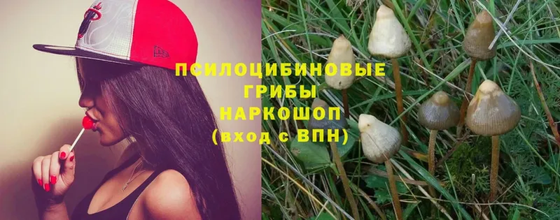 Галлюциногенные грибы MAGIC MUSHROOMS  цена наркотик  Красноуфимск 